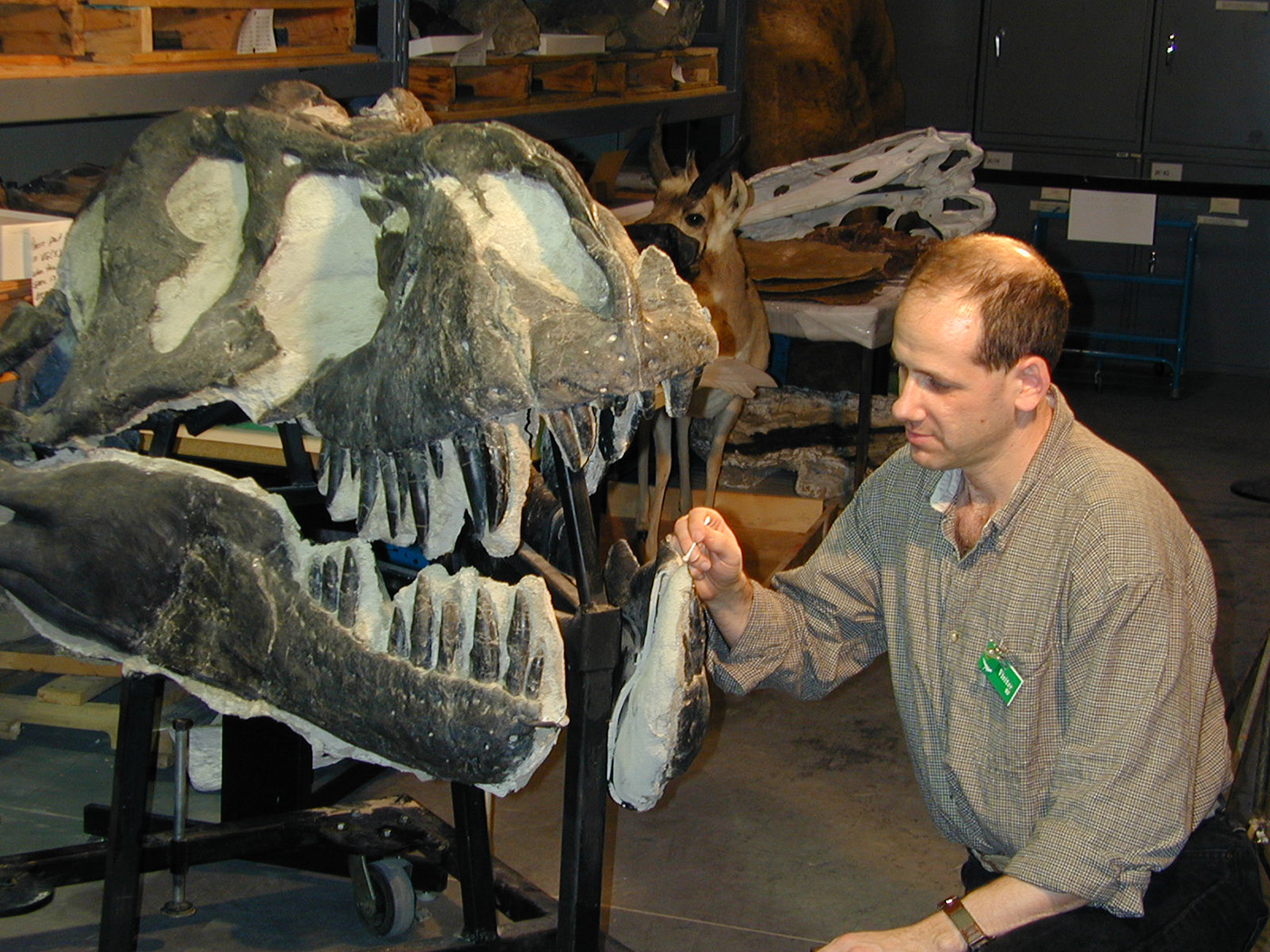 Ungar takes dental impressions to look for microwear on the famous T. Rex specimen “Black Beauty” at the Royal Tyrrell Museum in Drumheller, Alberta. 