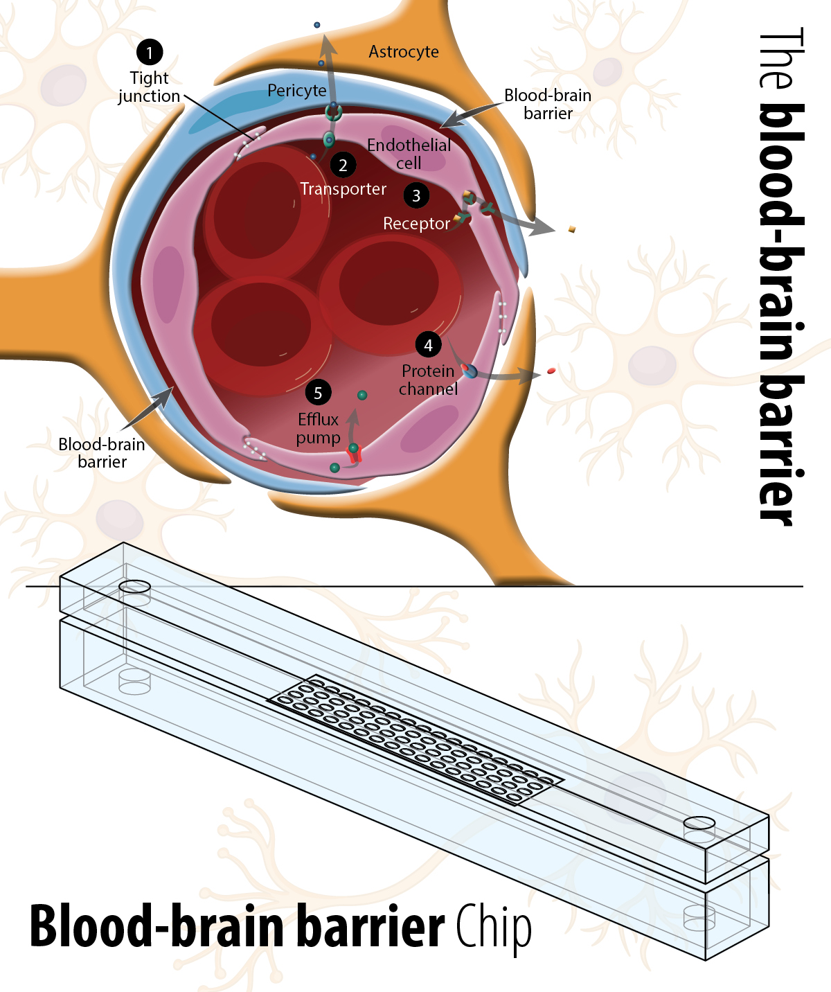 blood-brain barrier chip